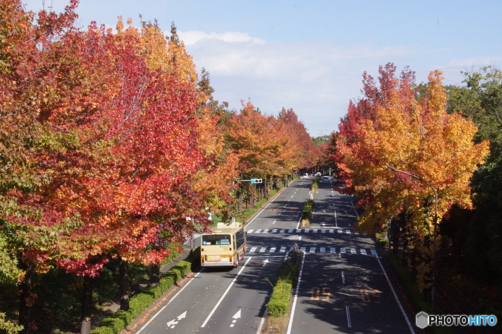 自宅近所の散歩道で…
