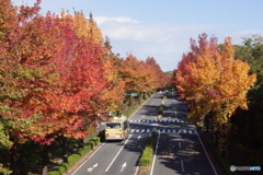 自宅近所の散歩道で…