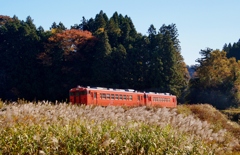 小湊鉄道　ススキとキハ40！