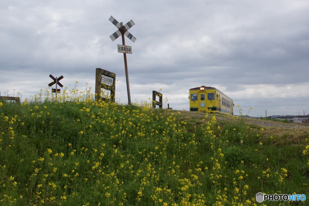 いすみ鉄道　何時もの踏切！