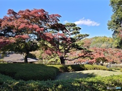 昭和記念公園　日本庭園
