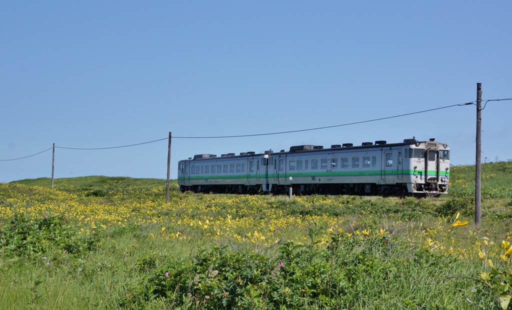 初夏の原生花園