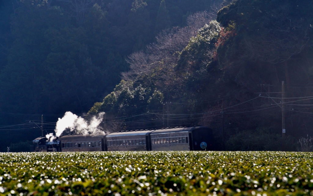 大井川鉄道の逆向きSL急行「かわね路」号！