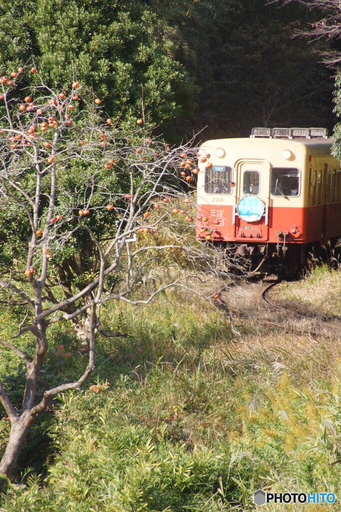 イルミネーション列車と柿の木！