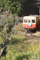 イルミネーション列車と柿の木！