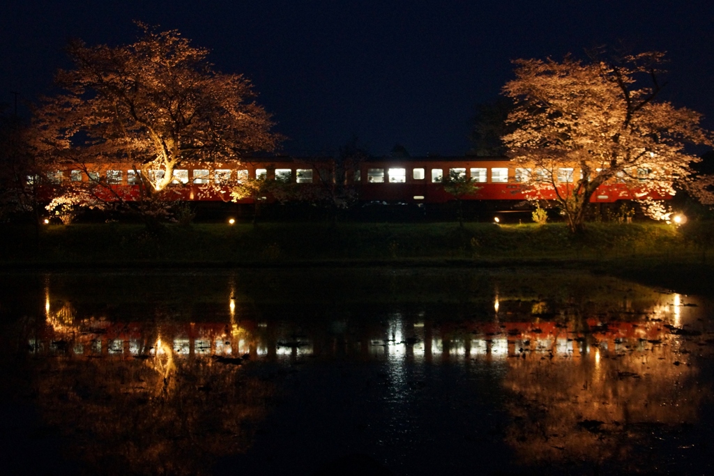 飯給駅夜桜ライトアップ！