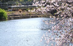 桜と中央線！