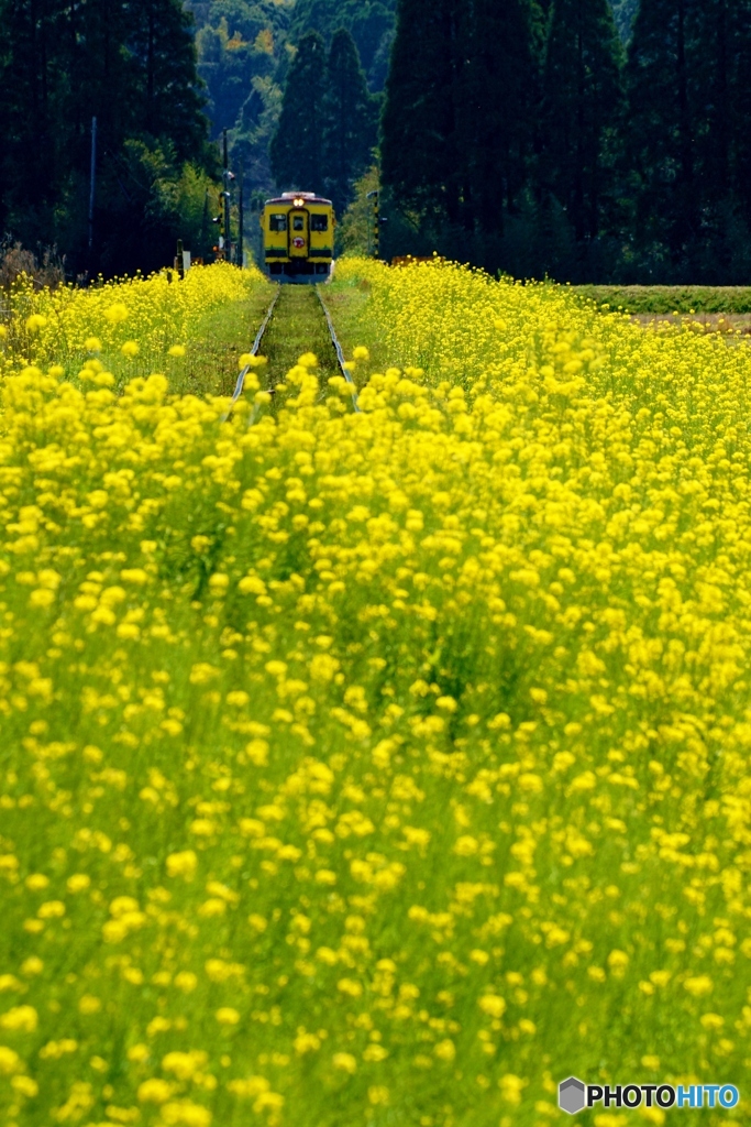 祝　いすみ鉄道全線開通！①～⑦の中の⑥