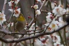 あちゃーっ！撮られちゃった！