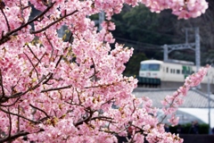 185系に花道を②！