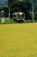 稲穂が黄金色に！