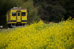 いすみ350キハに群生の菜の花！