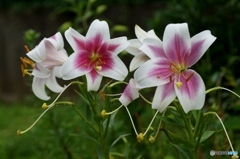 この花なら分かります！「ユリ」！