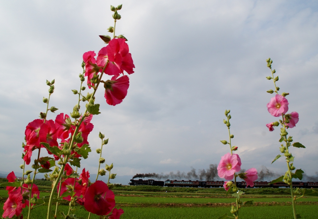 タチアオイの間をゆっくりと…