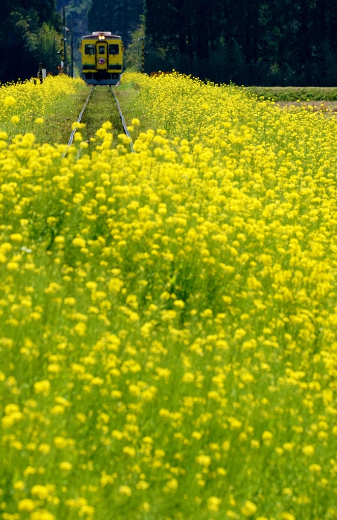 菜の花の築堤を行く黄色のキハ350！