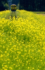 菜の花の築堤を行く黄色のキハ350！