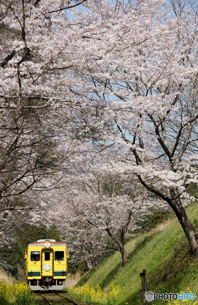 祝　いすみ鉄道全線開通！①～⑦の中の⑦（完）