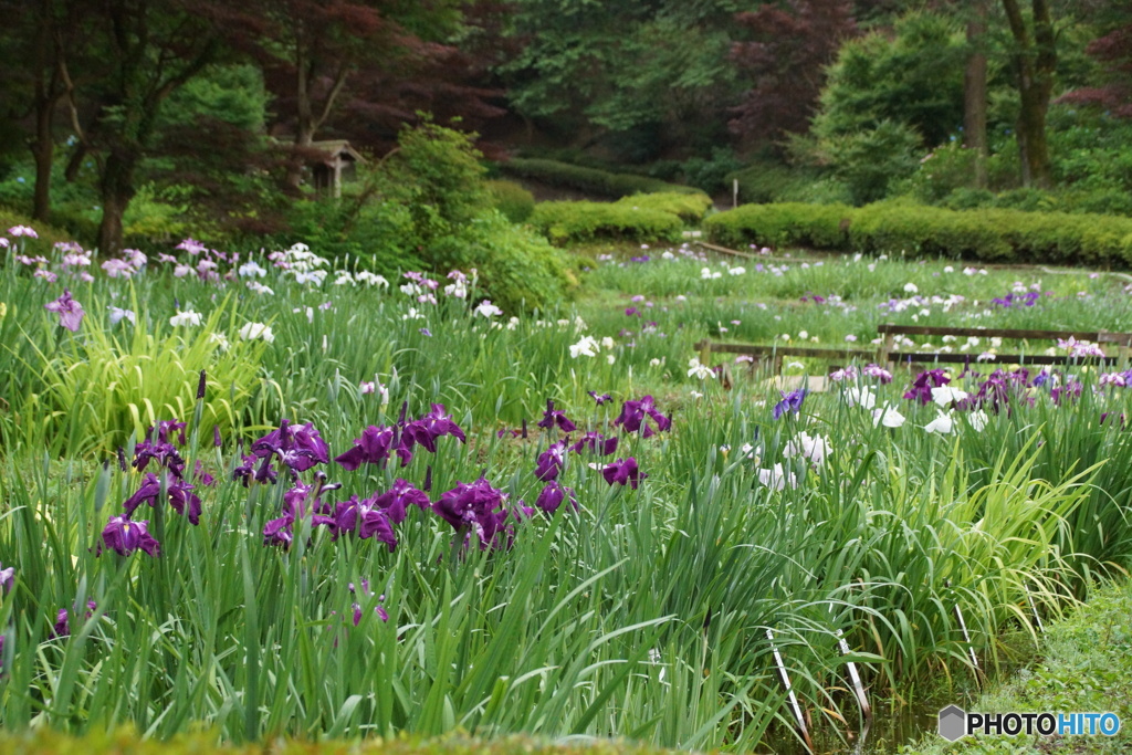 咲き始めの花菖蒲！