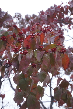 ハナミズキの紅葉！