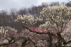 梅の花　真っ盛り！
