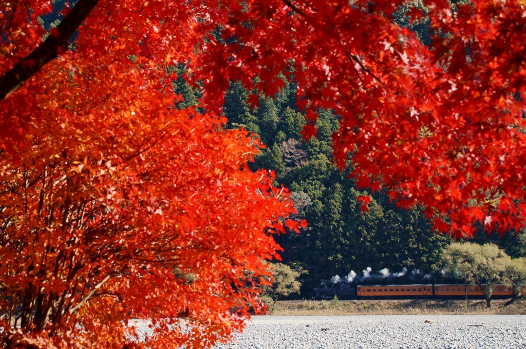 紅葉が被う！