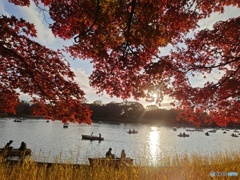 昭和記念公園の情景！