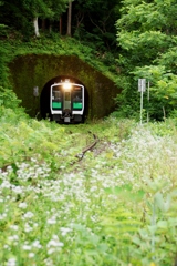 トンネルを抜けたら白い花に迎えられました‼