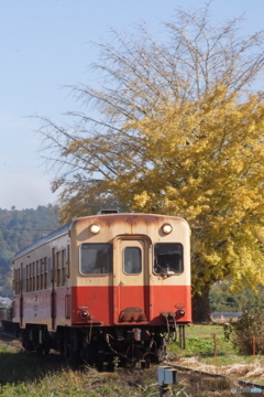 銀杏の黄葉とキハ200！