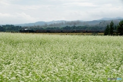 ソバの花絨毯をばんえつ物語号が駆け抜ける！