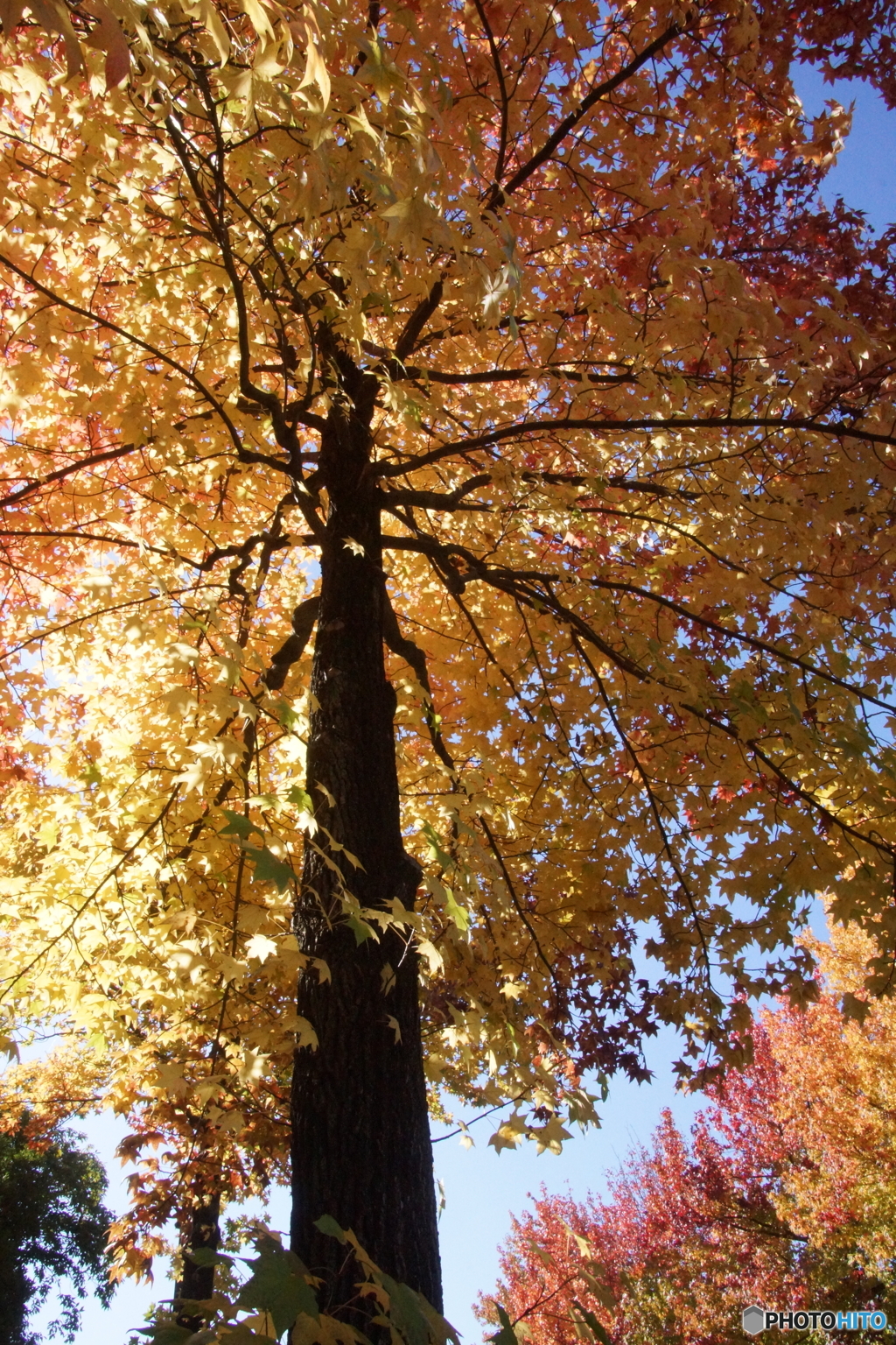 懲りずに西洋ツタの紅葉！