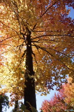 懲りずに西洋ツタの紅葉！