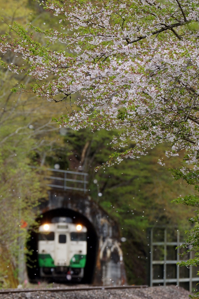 少しだけ花吹雪！①