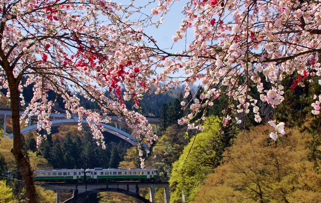 花桃に囲まれて！②