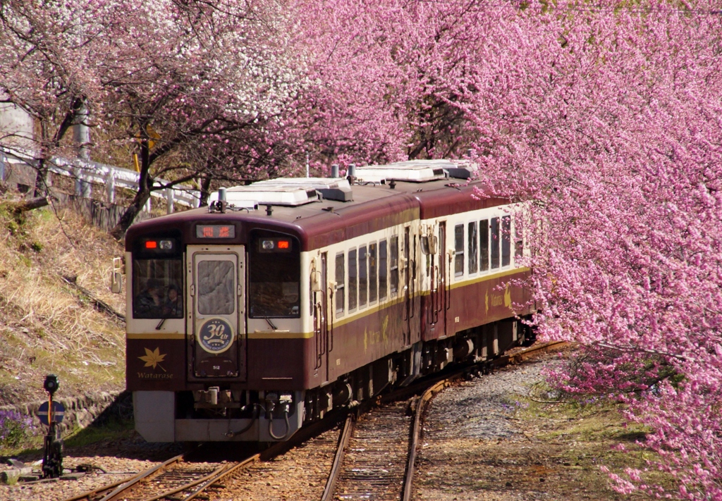花桃一色！