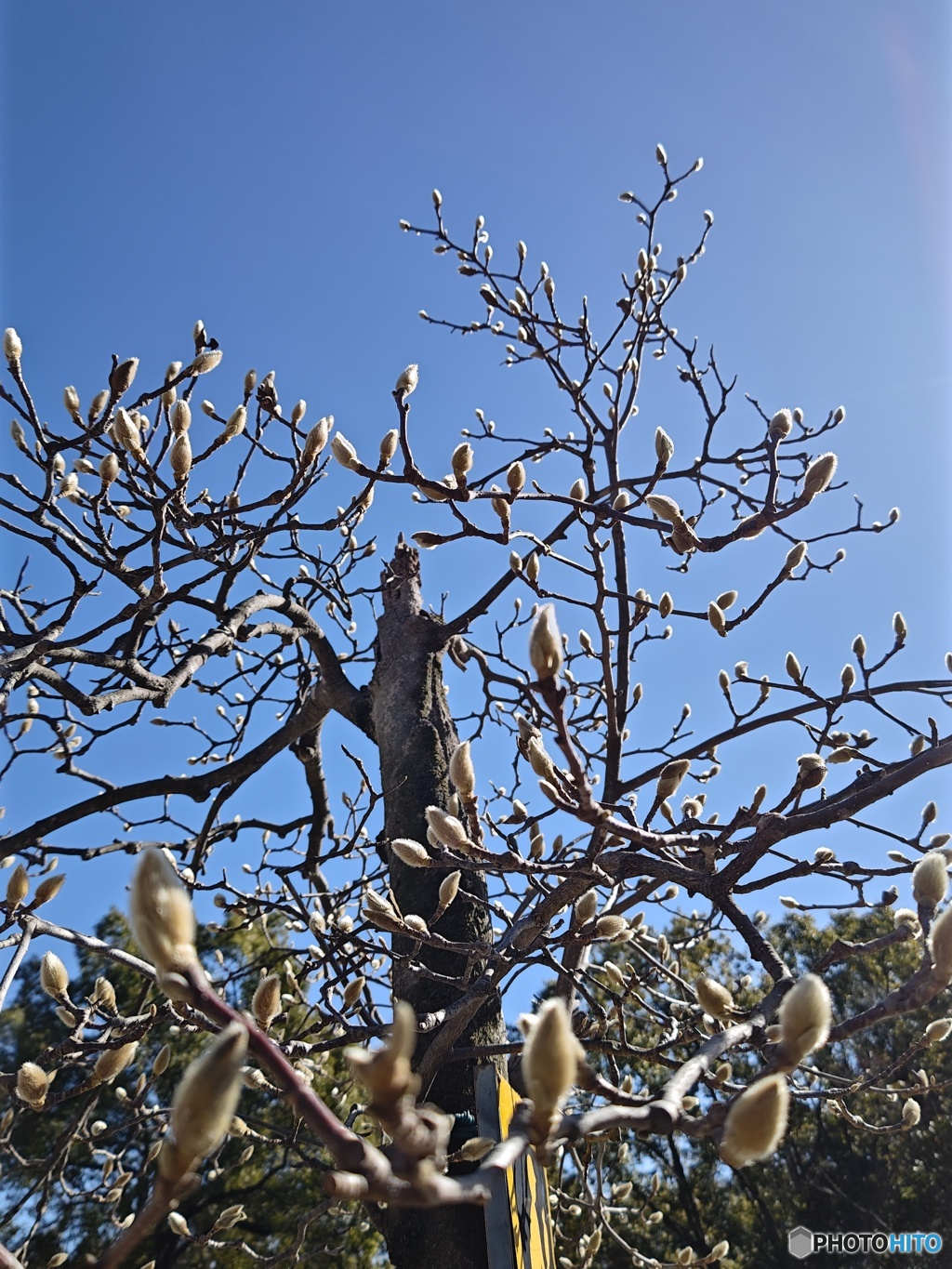 春をじっと待つハクモクレンの蕾！