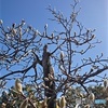 春をじっと待つハクモクレンの蕾！
