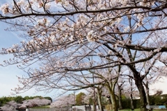 自宅近所の花見！③