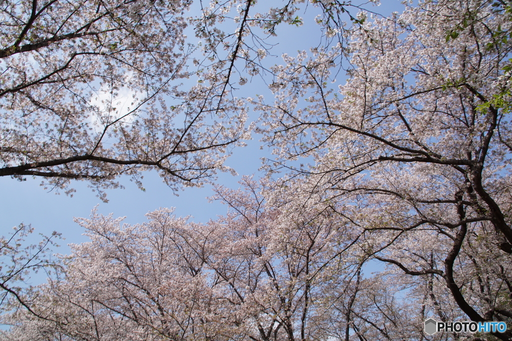 見上げても「桜満開」！