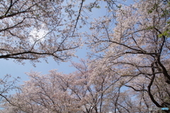 見上げても「桜満開」！