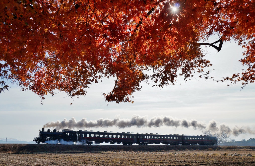 真岡鉄道の紅葉！