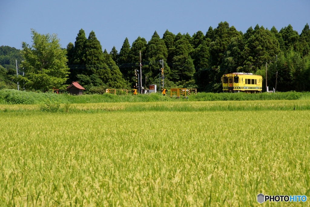 変わらぬ風景を往くいすみ鉄道のキハ300！