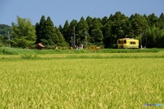 変わらぬ風景を往くいすみ鉄道のキハ300！