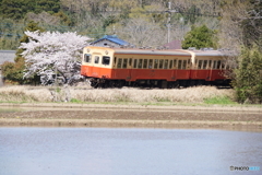 小湊鉄道に一本桜！