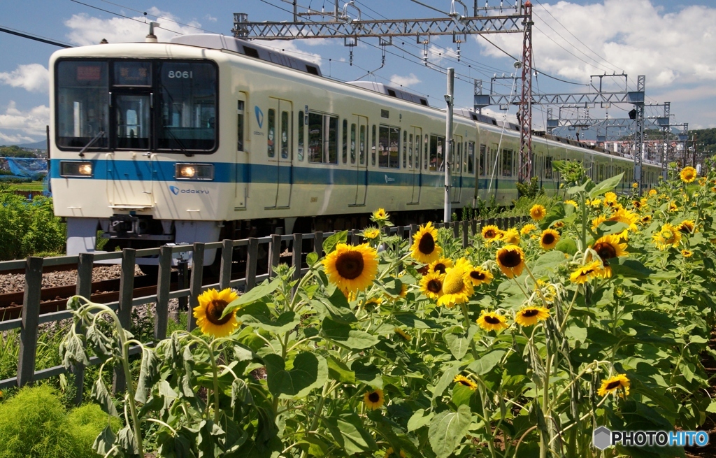 夏空　ひまわり　小田急線！④（完）