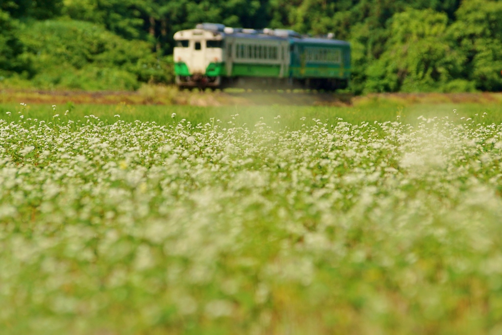 蕎麦の花発見！