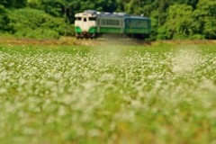 蕎麦の花発見！