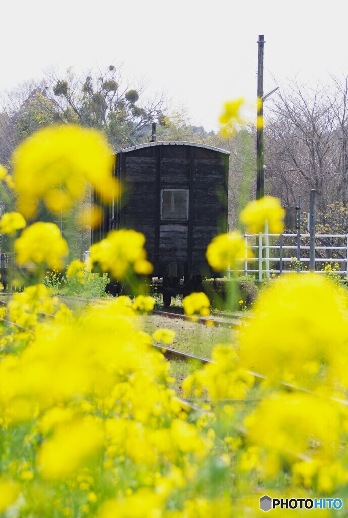 菜の花に囲まれた古い貨車！