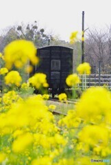 菜の花に囲まれた古い貨車！