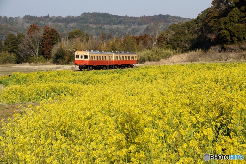 2024小湊鉄道菜の花事情①～⑨の中の①