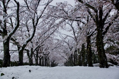 もう、春なのに東京では大雪⁈①